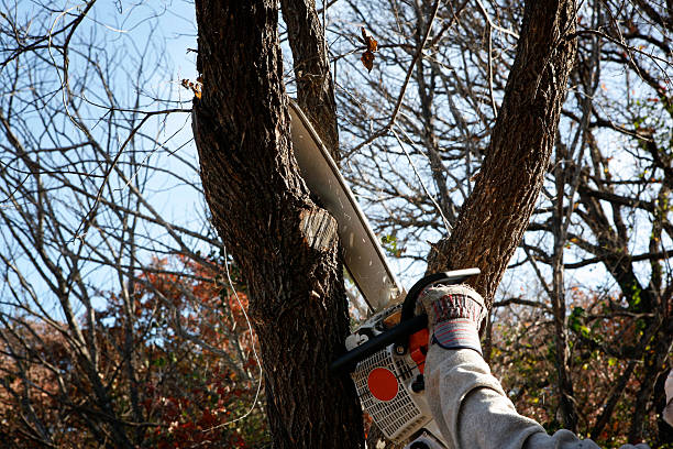 Best Firewood Processing and Delivery  in Awendaw, SC